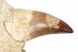 Mosasaur Jaw Section with Four Teeth - Morocco #189997-7